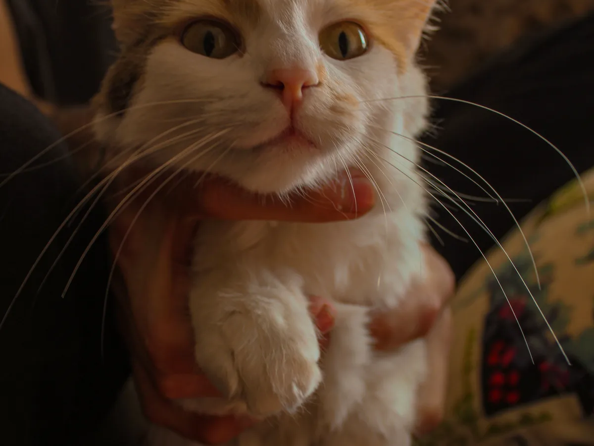A cat being handled gently during a transport check