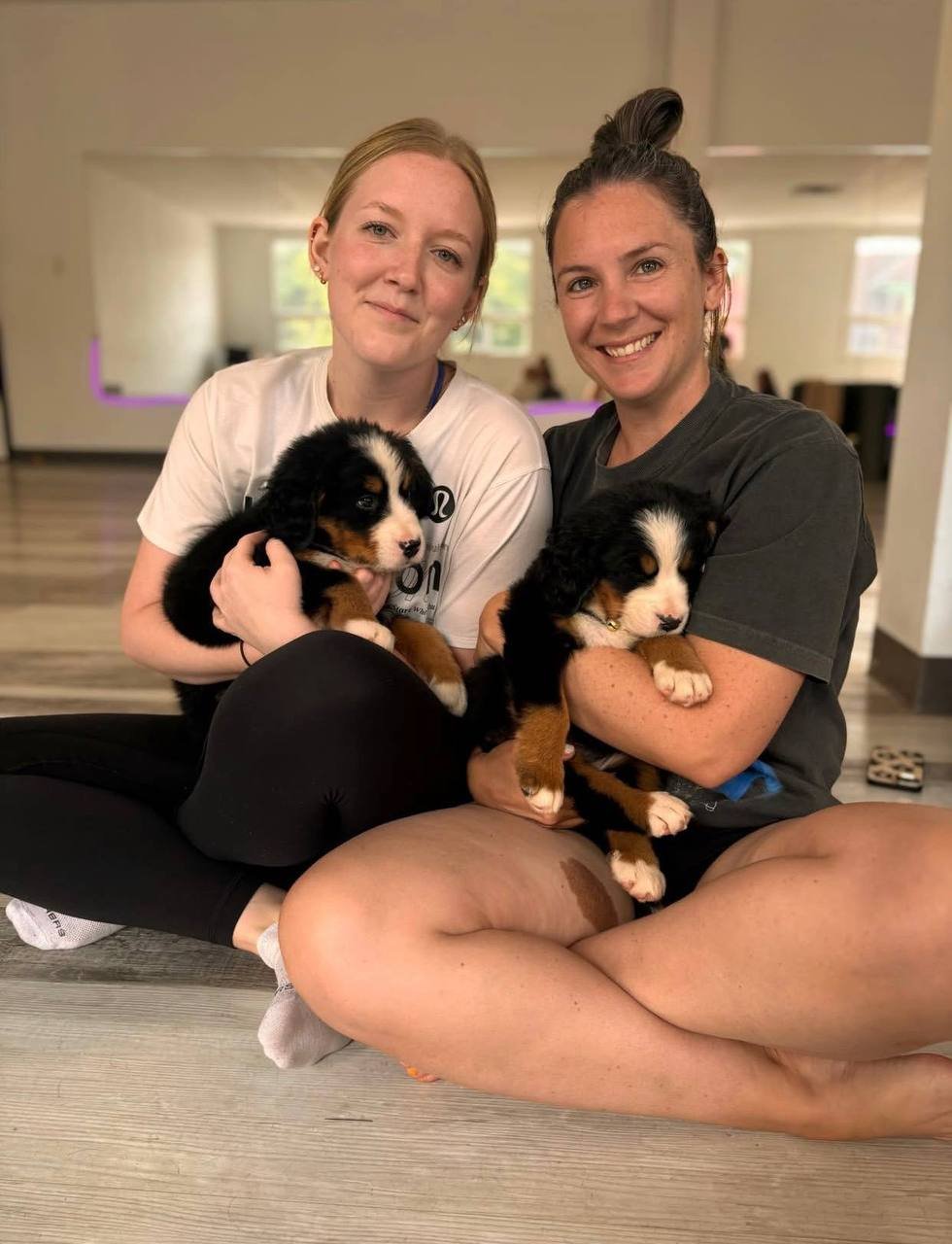 Two customers indoors with two Bernese mountain dog puppies