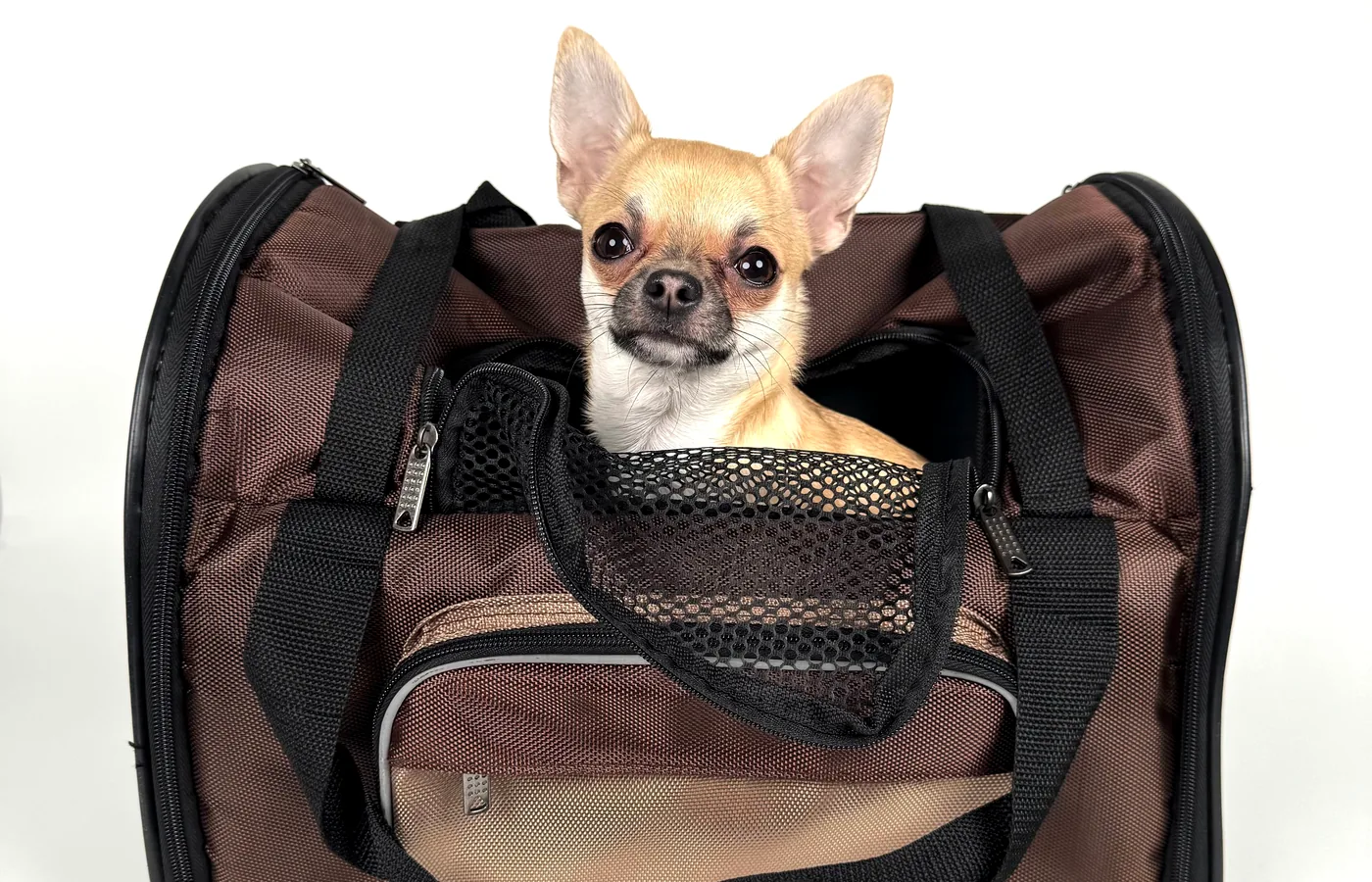 A small dog resting calmly in a travel carrier
